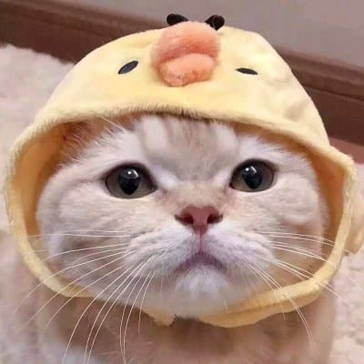 พิชญ์ ธรรมะ avatar